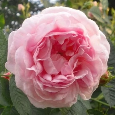 Rosa 'Maiden's Blush' - fehér - rózsaszín - történelmi - alba rózsa