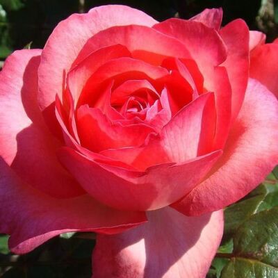 Rosa 'Day Dream' - rózsaszín - teahibrid rózsa