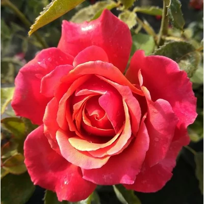 Rosa 'Copper Lights™' - rózsaszín - teahibrid rózsa