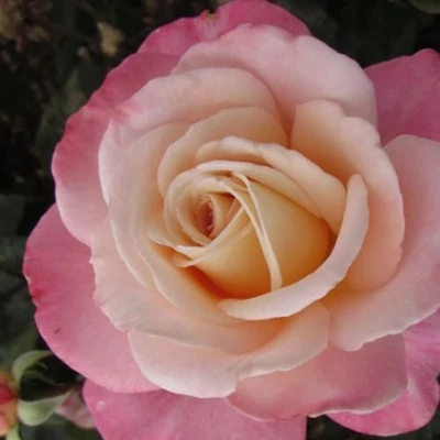 Rosa 'Cosmopolitan™' - rózsaszín - teahibrid rózsa