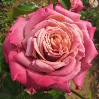 Rosa 'Fabulous™' - rózsaszín - teahibrid rózsa