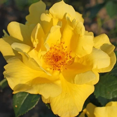 Rosa 'Lemon Fizz®' - sárga - virágágyi floribunda rózsa