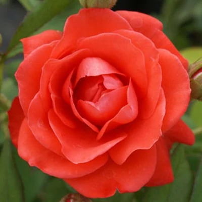 Rosa 'Orange Sensation ®' - narancssárga - virágágyi floribunda rózsa