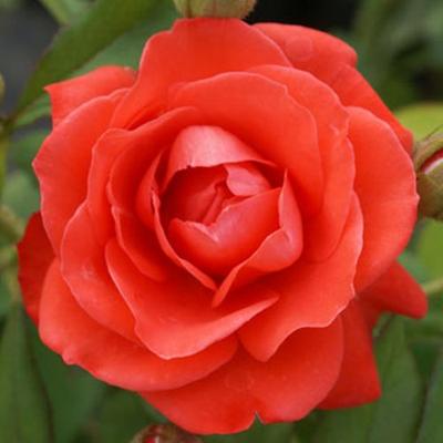 Rosa 'Orange Sensation ®' - narancssárga - virágágyi floribunda rózsa