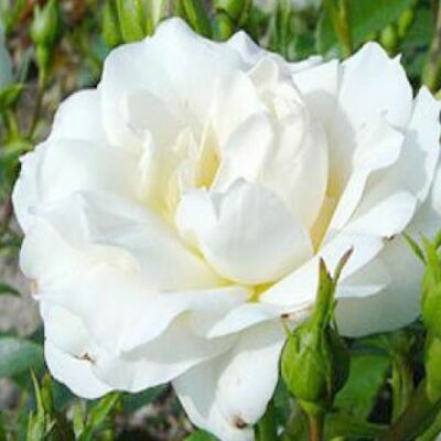 Rosa 'Carte Blanche®' - fehér - virágágyi floribunda rózsa