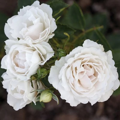 Rosa 'Creme Chantilly®' - fehér - virágágyi floribunda rózsa