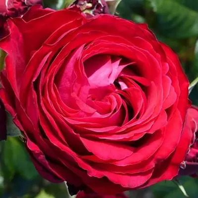Rosa 'Katherine™' - piros - rózsaszín - nosztalgia rózsa