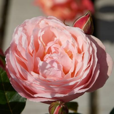 Rosa 'Lilo ™' - rózsaszín - teahibrid rózsa