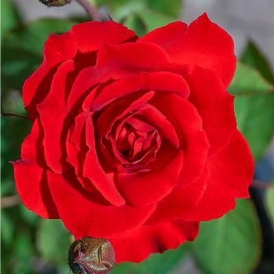 Rosa 'Dame de Coeur' - piros - teahibrid rózsa