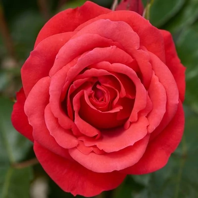 Rosa 'Jive ™' - piros - climber, futó rózsa