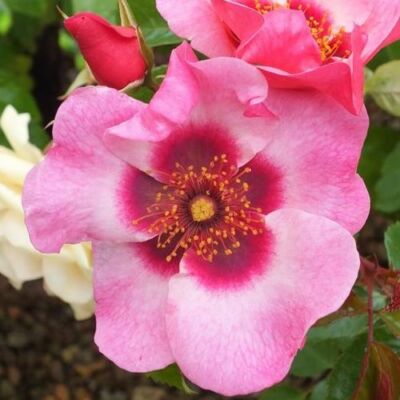 Rosa 'Bright as a Button' - rózsaszín - virágágyi floribunda rózsa