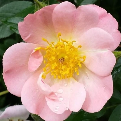Rosa 'Open Arms' - rózsaszín - climber, futó rózsa