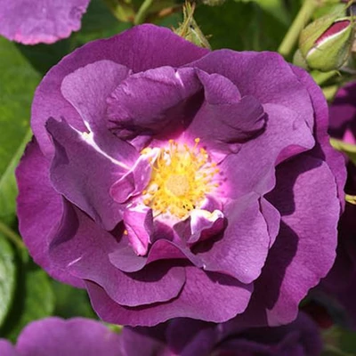 Rosa 'Rhapsody in Blue ™' - lila - virágágyi floribunda rózsa