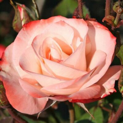 Rosa 'Auf die Freundschaft ®' - fehér - piros - virágágyi floribunda rózsa