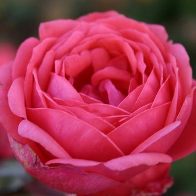 Rosa 'Gartenprinzessin Marie-José ®' - rózsaszín - virágágyi floribunda rózsa