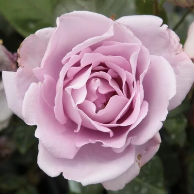 Rosa 'Blue Moon Cl.' - lila - climber, futó rózsa