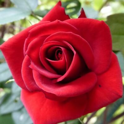 Rosa 'Love Knot' - piros - climber, futó rózsa
