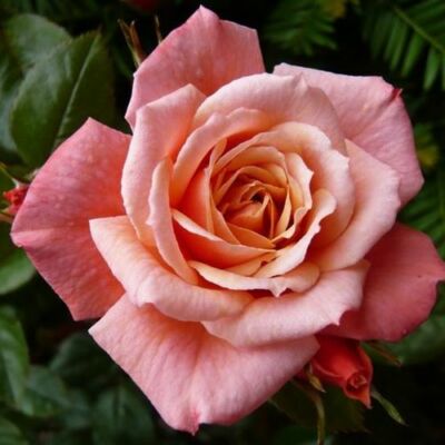 Rosa 'Nice Day' - rózsaszín - climber, futó rózsa