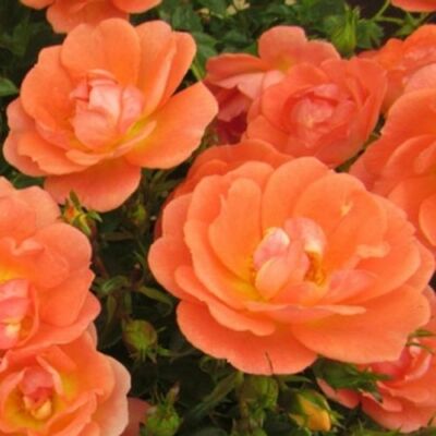 Rosa 'Tango Showground' - narancssárga - talajtakaró rózsa