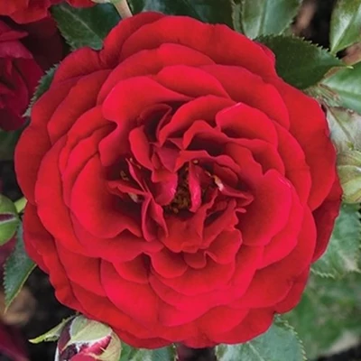 Rosa 'Chic' - vörös - törpe - mini rózsa