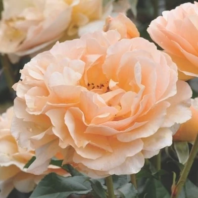 Rosa 'Jordi Roca' - sárga - virágágyi floribunda rózsa