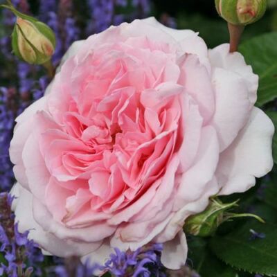 Rosa 'Alexandra - Princesse de Luxembourg ®' - rózsaszín - nosztalgia rózsa