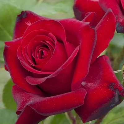 Rosa 'Niccolo Paganini ®' - vörös - virágágyi floribunda rózsa