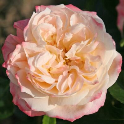 Rosa 'Concorde' - sárga - rózsaszín - teahibrid rózsa