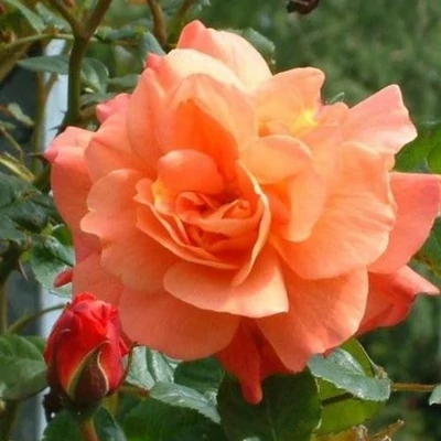 Rosa 'Orange Dawn' - narancssárga - climber, futó rózsa