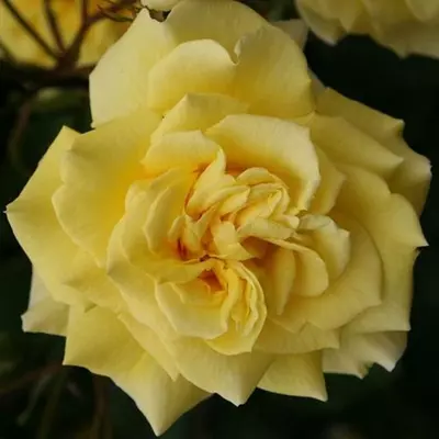 Rosa 'Sterntaler ®' - sárga - teahibrid rózsa