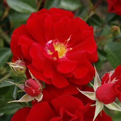 Rosa 'Brillant Korsar ®' - vörös - parkrózsa