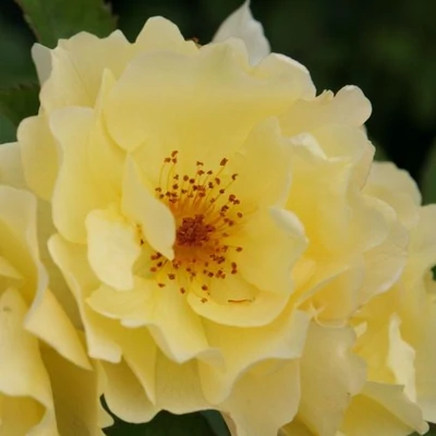 Rosa 'Goldspatz ®' - sárga - parkrózsa