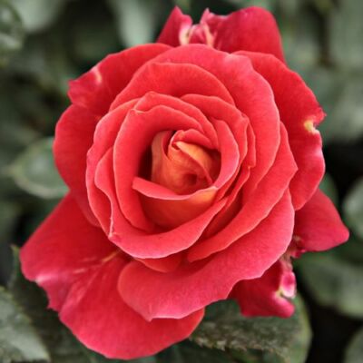 Rosa 'Alcazar™' - vörös - virágágyi floribunda rózsa
