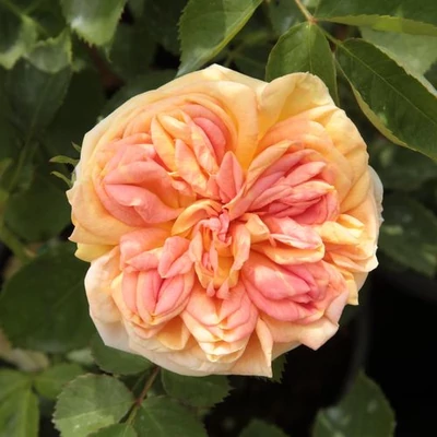 Rosa 'Alchymist®' - sárga - rambler, kúszó rózsa