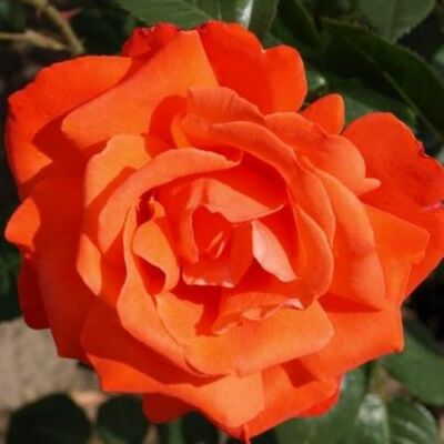 Rosa 'Alexander™' - narancssárga - teahibrid rózsa