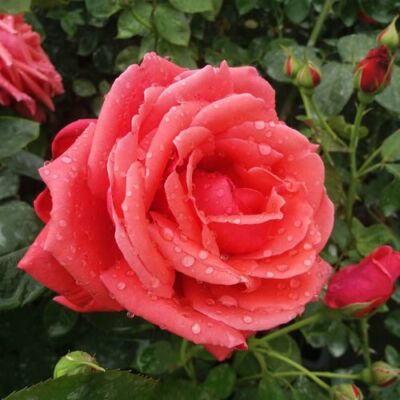 Rosa 'Allégresse™' - vörös - teahibrid rózsa