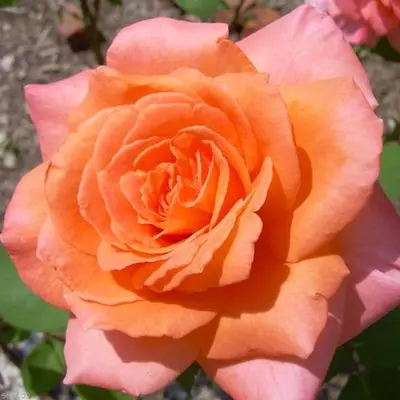 Rosa 'Ambassador™' - narancssárga - teahibrid rózsa