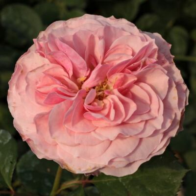 Rosa 'Árpád-házi Prágai Szent Ágnes' - rózsaszín - virágágyi floribunda rózsa