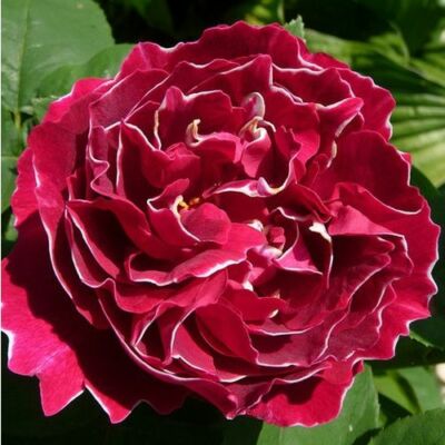 Rosa 'Baron Girod de l'Ain' - vörös - fehér - történelmi - perpetual hibrid rózsa