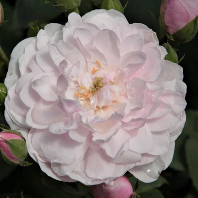 Rosa 'Blush Noisette' - rózsaszín - történelmi - noisette rózsa