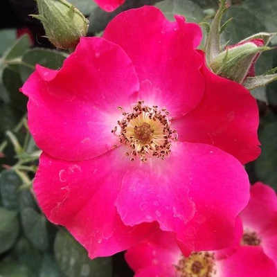 Rosa 'Buisman's Glory' - rózsaszín - virágágyi floribunda rózsa