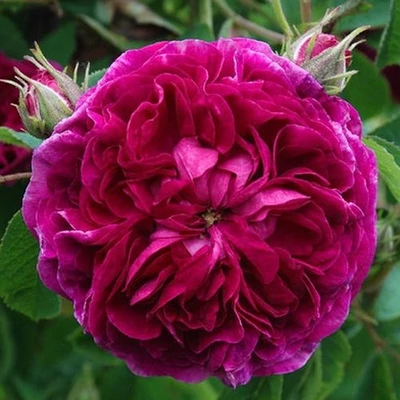 Rosa 'Charles de Mills' - lila - történelmi - gallica rózsa