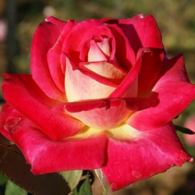 Rosa 'Colorama®' - vörös - sárga - teahibrid rózsa