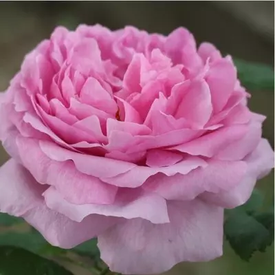 Rosa 'Comte de Chambord' - rózsaszín - történelmi - portland rózsa
