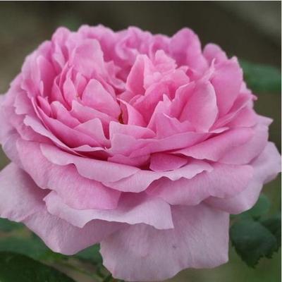 Rosa 'Comte de Chambord' - rózsaszín - történelmi - portland rózsa