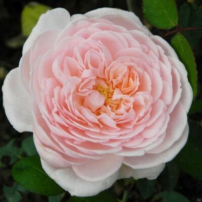 Rosa 'Eglantyne' - rózsaszín - angol rózsa