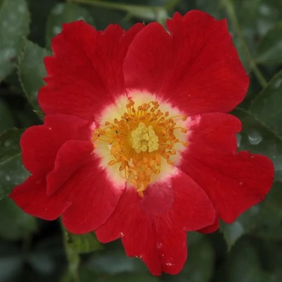 Rosa 'Eye Paint™' - vörös - fehér - virágágyi floribunda rózsa