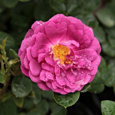 Rosa 'Gipsy Boy' - lila - történelmi - bourbon rózsa