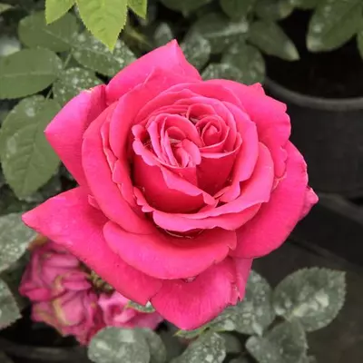 Rosa 'Görgény' - rózsaszín - teahibrid rózsa