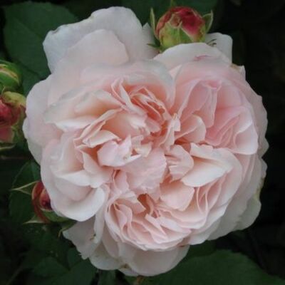 Rosa 'Grüss an Aachen™' - rózsaszín - virágágyi grandiflora - floribunda rózsa